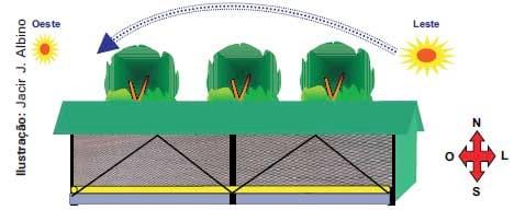 Construção de Aviário para Produção de Frangos de Corte em Sistemas Alternativos em Pequena Escala - Image 2