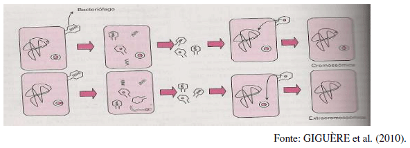 Utilização de antimicrobianos na avicultura - Image 19