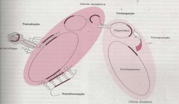 Utilização de antimicrobianos na avicultura - Image 17