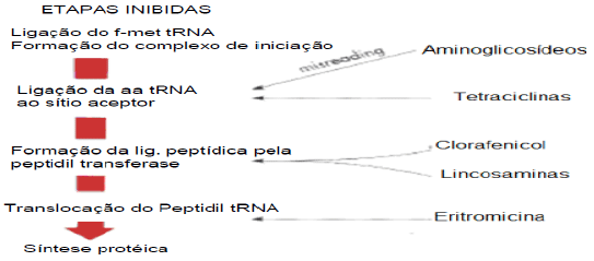 Utilização de antimicrobianos na avicultura - Image 14