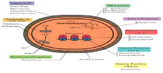 Utilização de antimicrobianos na avicultura - Image 11