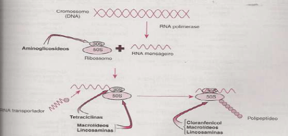 Utilização de antimicrobianos na avicultura - Image 15