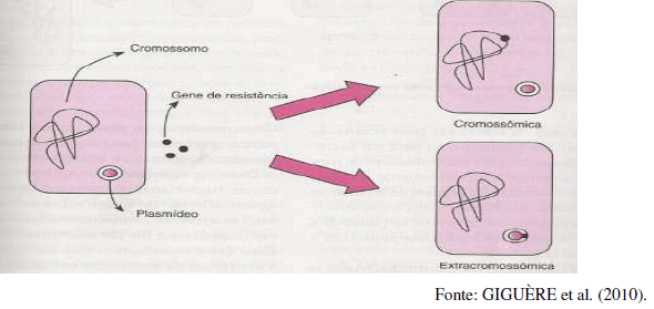 Utilização de antimicrobianos na avicultura - Image 18