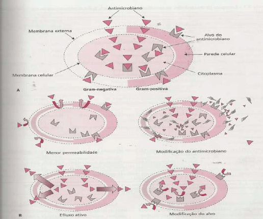 Utilização de antimicrobianos na avicultura - Image 16