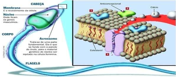 Uso de antibióticos e diluidores em sêmen suíno - Image 4