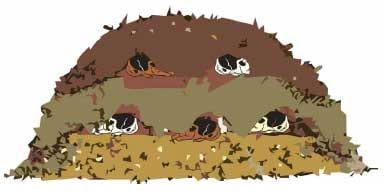 Compostagem de carcaças de grandes animais - Image 4