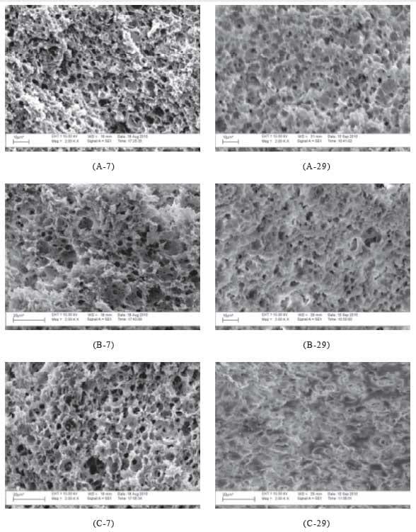 Efeito do uso de dióxido de carbono (CO2) na microestrutura dos queijos Minas Frescal e Minas Padrão - Image 2