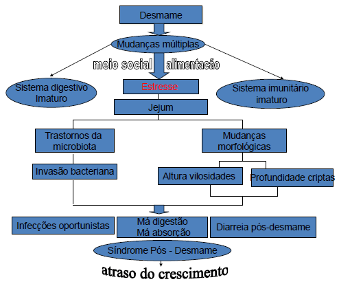 O desmame e a bioclimatização em explorações de suínos - Image 2