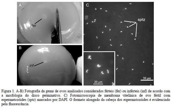 Desempenho produtivo e reprodutivo de matrizes de frangos de corte com dietas suplementadas com vitamina E, óleo de soja e óleo de peixe - Image 2