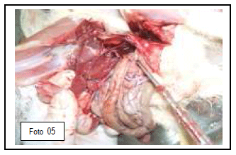 Integridade intestinal de frangos de corte quanto ao uso de novos aditivos nas dietas modernas - Image 6