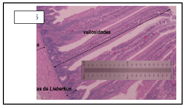 Integridade intestinal de frangos de corte quanto ao uso de novos aditivos nas dietas modernas - Image 7