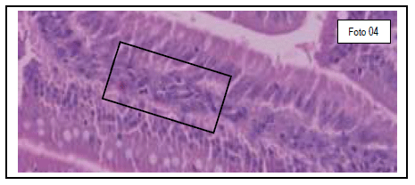 Integridade intestinal de frangos de corte quanto ao uso de novos aditivos nas dietas modernas - Image 5