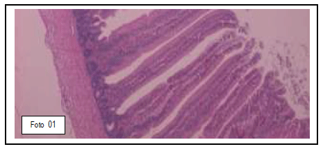 Integridade intestinal de frangos de corte quanto ao uso de novos aditivos nas dietas modernas - Image 2