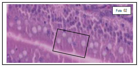 Integridade intestinal de frangos de corte quanto ao uso de novos aditivos nas dietas modernas - Image 3