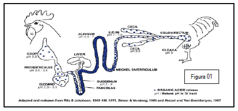 Integridade intestinal de frangos de corte quanto ao uso de novos aditivos nas dietas modernas - Image 1