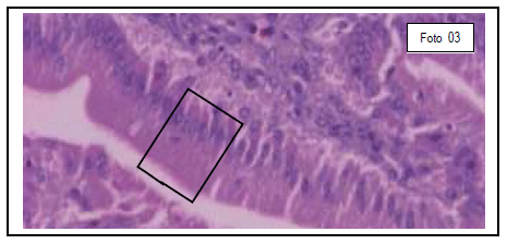 Integridade intestinal de frangos de corte quanto ao uso de novos aditivos nas dietas modernas - Image 4