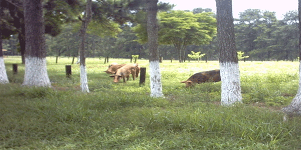 Animais sadios e menores custos com o sistema semi-intensivo na suinocultura - Image 1