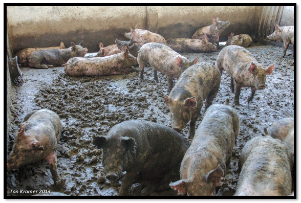 O impacto da manqueira no desempenho dos animais - Image 5