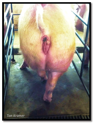 O impacto da manqueira no desempenho dos animais - Image 1