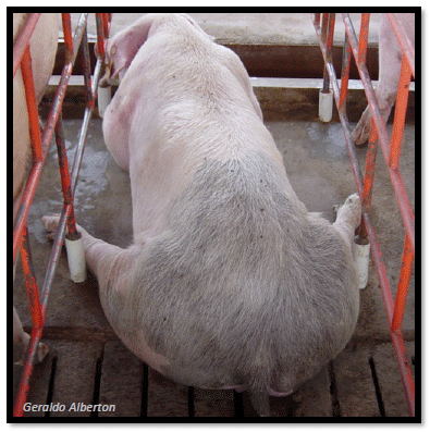 O impacto da manqueira no desempenho dos animais - Image 3