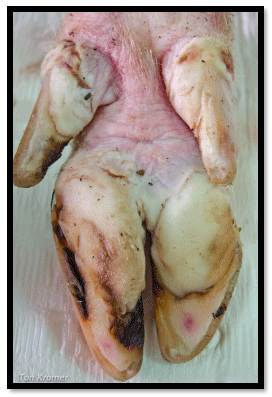 O impacto da manqueira no desempenho dos animais - Image 6
