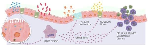 COMPREENDENDO OS TRANSTORNOS INTESTINAIS EM AVES E SUÍNOS - Image 2