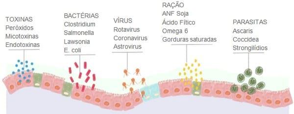 COMPREENDENDO OS TRANSTORNOS INTESTINAIS EM AVES E SUÍNOS - Image 1