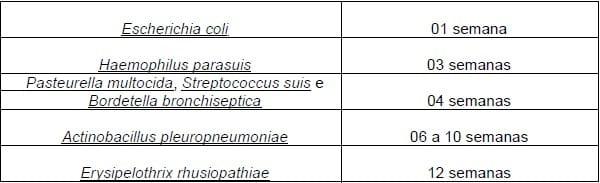 Vacinação e Imunidade de Rebanho Suíno - Image 11