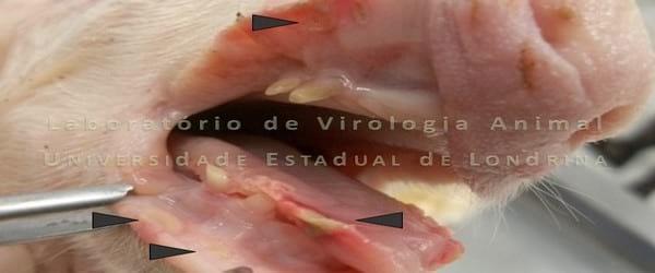 OS IMPACTOS DA INFECÇÃO PELO SENECAVIRUS A NA SUINOCULTURA BRASILEIRA - Image 1