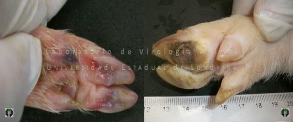 OS IMPACTOS DA INFECÇÃO PELO SENECAVIRUS A NA SUINOCULTURA BRASILEIRA - Image 3