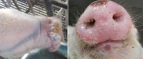 OS IMPACTOS DA INFECÇÃO PELO SENECAVIRUS A NA SUINOCULTURA BRASILEIRA - Image 2
