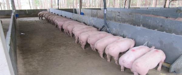 SISTEMA DE ALIMENTAÇÃO LÍQUIDA E SEUS PONTOS CHAVES PARA BONS RESULTADOS NO BRASIL. - Image 2