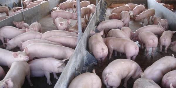 SISTEMA DE ALIMENTAÇÃO LÍQUIDA E SEUS PONTOS CHAVES PARA BONS RESULTADOS NO BRASIL. - Image 5