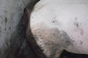 PROLAPSO RETAL EM SUÍNOS NA FASE DE TERMINAÇÃO - Image 2