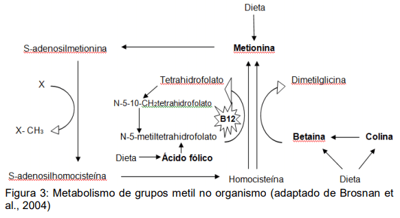 Desempenho de frangos de corte suplementados com diferentes fontes e níveis de colina na dieta - Image 4
