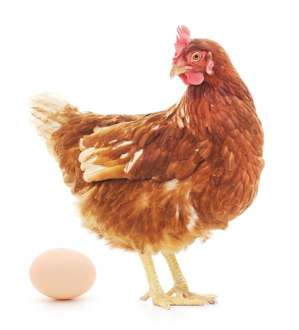 126.000 poedeiras não mentem: O valor nutricional do hidroxianálogo de DL-metionina corresponde a 65% do valor do MetAMINO® - Image 1