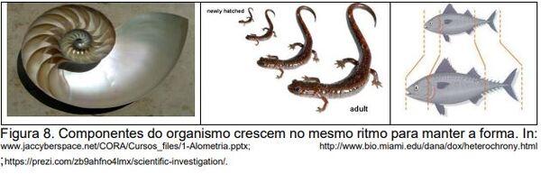 Programa prático de modelagem: ontogenia e alometria - Image 9