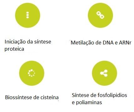 Nutracêutico adjuvante de metionina - Image 1
