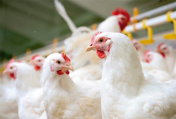 Tecnologia de Peletização a favor do crescimento da avicultura – ração premium para aves de postura e corte - Image 1