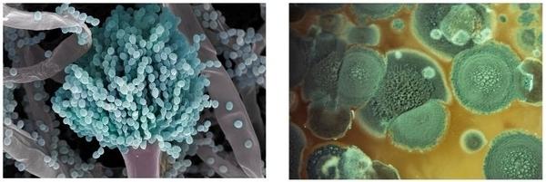 Soluções contra micotoxinas - Image 1