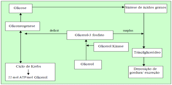 Figura 5: Metabolismo hepático do glicerol em função do estado alimentar do organismo segundo Best (2006).