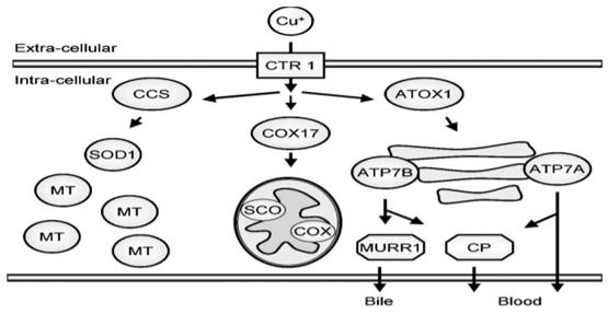 Figura 1. Absorção e transporte do cobre nos enterócitos. Adaptado de Speet al.,2005.