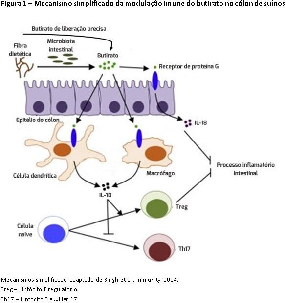 Saúde intestinal na porca e seu impacto na produção de leite e resultados da leitegada - Image 2