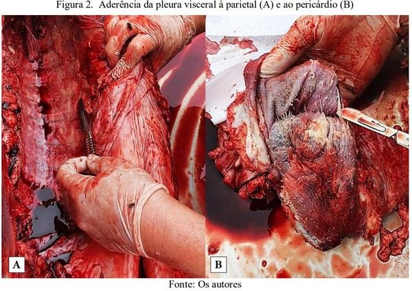 Pleuropneumonia fibrinosa em suino: relato de caso - Image 2