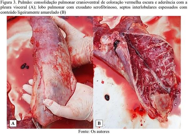 Pleuropneumonia fibrinosa em suino: relato de caso - Image 3