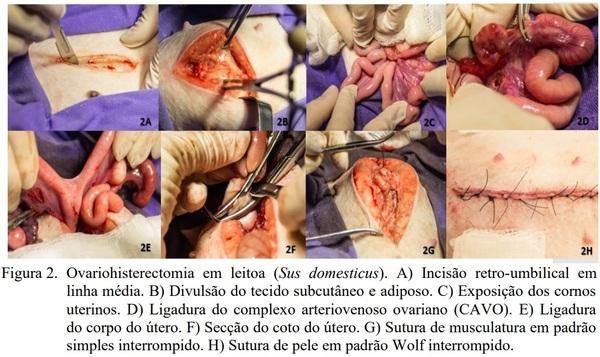 OVARIOHISTERCTOMIA EM LEITOA - Image 5