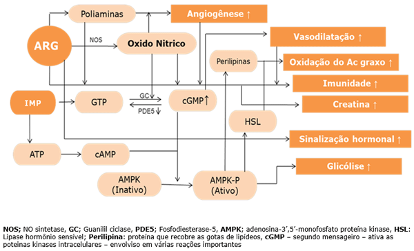 Figura 5. Ação secretagogo do óxido nítrico - Adaptado de Jobgen, et al. (2006) e Silvério, (2011).