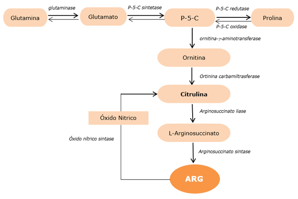 Figura 1. Síntese de citrulina e arginina em enterócidos de leitões (Adaptado de Wo e al. 2004 e Wu et al, 1994).