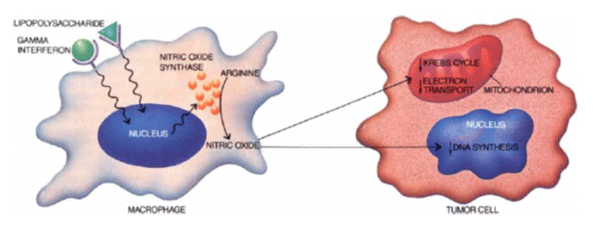ESTÍMULO DO SISTEMA IMUNE PELO NO:- O interferon gama e lipopolissacarídeos transmitem sinais para o núcleo de macrófagos, causando a produção de NO dado pela NOS (enzima que converte arginina em NO). O NO destrói microrganismos, inibe o ciclo de Krebs (síntese de ATP), bem como a síntese de DNA (Snyder e Bredt, 1992).