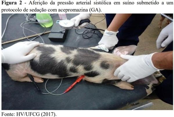 Acepromazina e/ou xilazina na sedação de suínos - Image 2